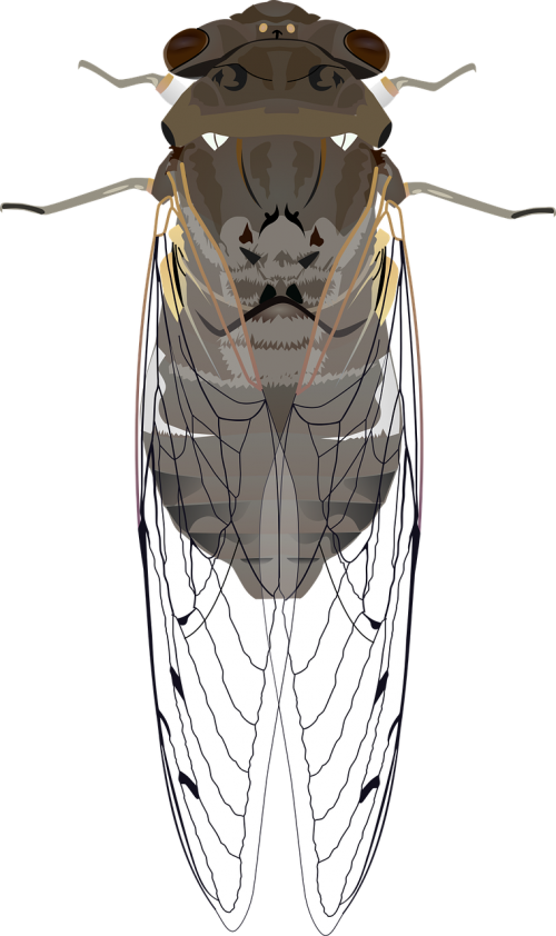 animals bug cicada