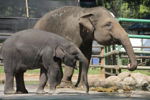 animals elephant nature