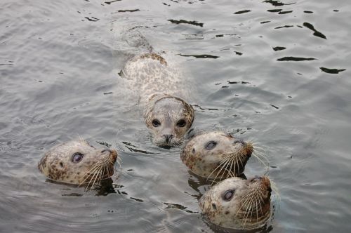 animals seals water