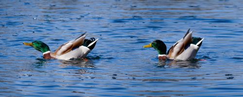 animals ducks water bird