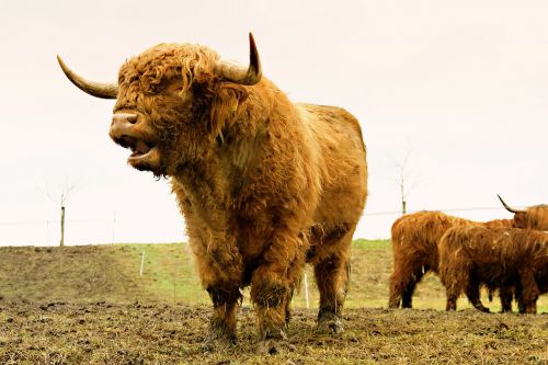 animals pasture highland cattle