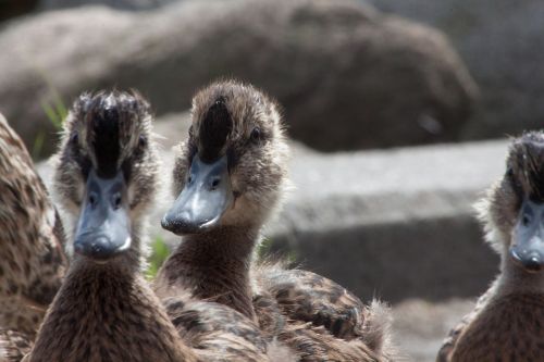 animals duck water bird