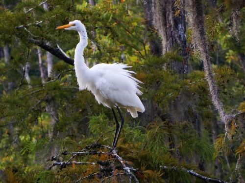 animals birds great egret