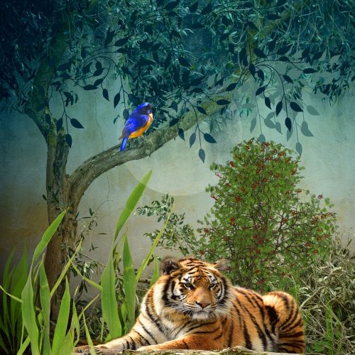 animals bird tiger