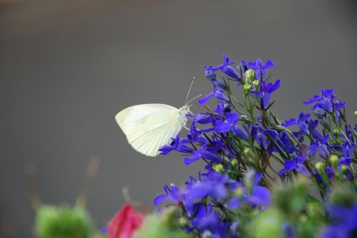 animals insect butterfly