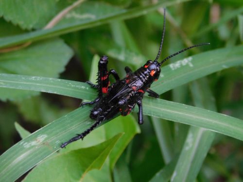 animals insects macro