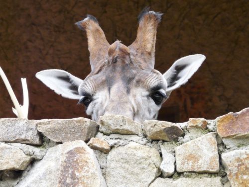 animals zoo giraffe