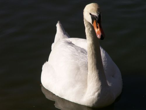 animals swan water