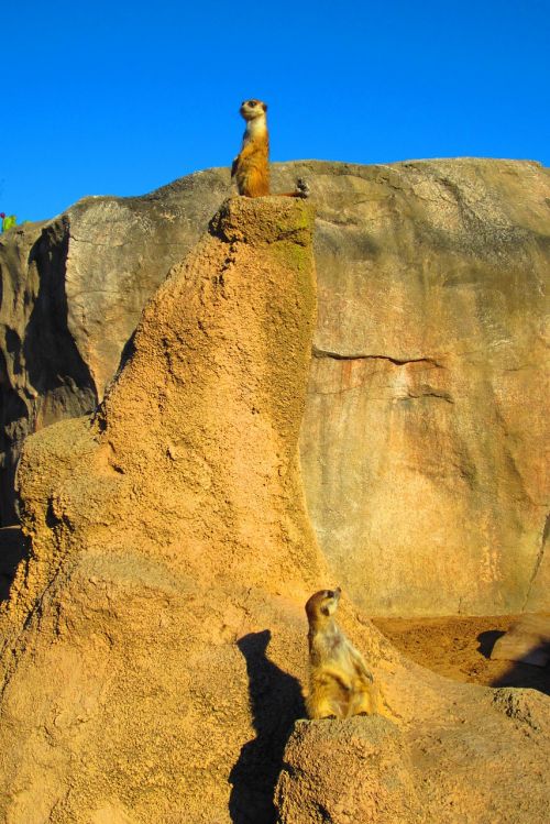 animals king leon meerkat