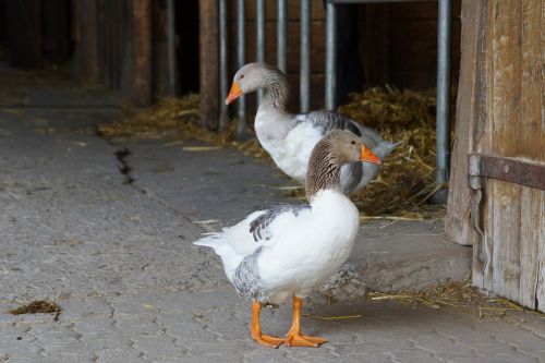 animals goose bird