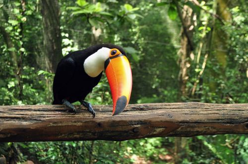 animals tropical bird ave