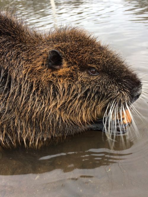 animals river nutria