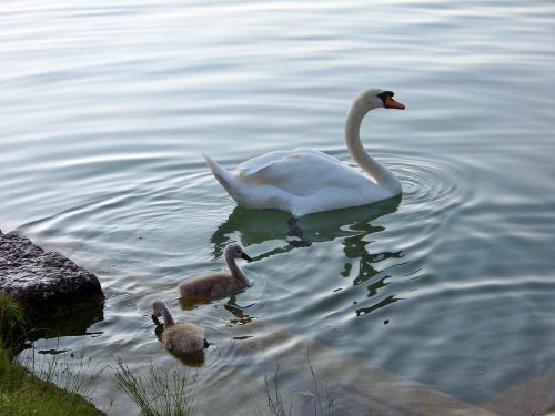 animals birds swans