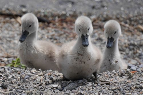 animals young swans fluffy