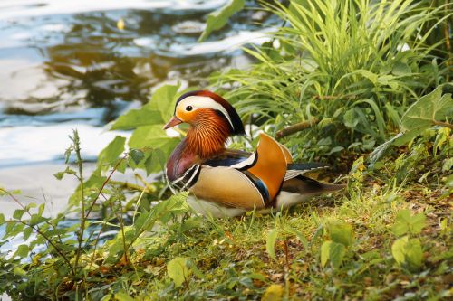 animals birds duck mandarin duck