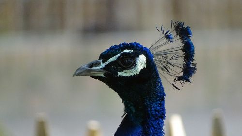 animals birds peacock