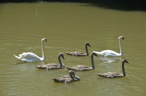 animals swans cygnets