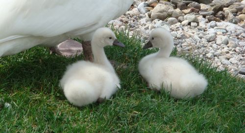 animals swan small