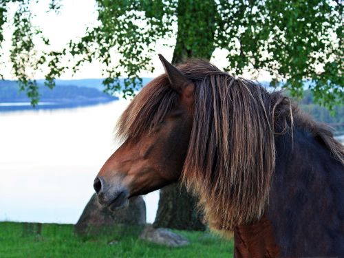 animals horse summer