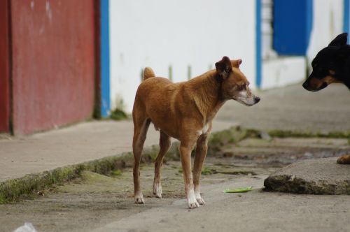 animals of the field