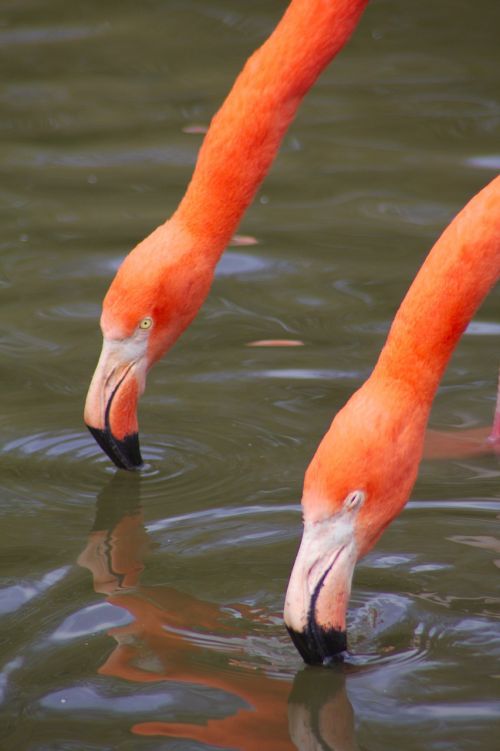animals flamingo zoo