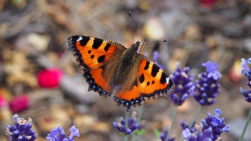 animals butterfly insect