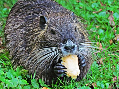 animals nutria nature