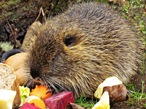 animals nutria nature