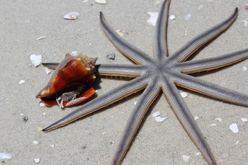 animals beach starfish