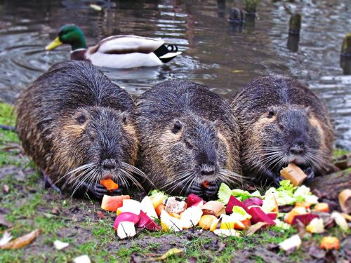 animals nutria mammal