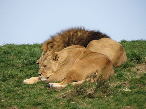animals lions lion