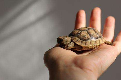 animals turtle cute