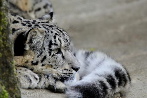 animals cat snow leopards