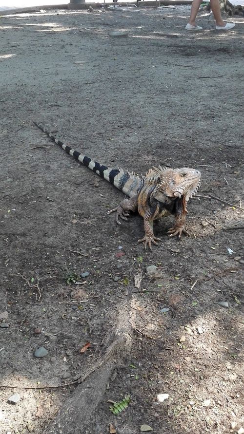 animals iguana nature