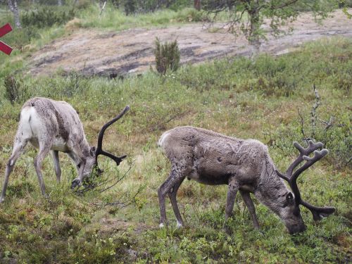animals deer horns
