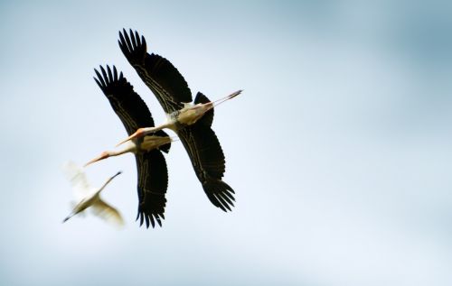 animals birds sri lanka