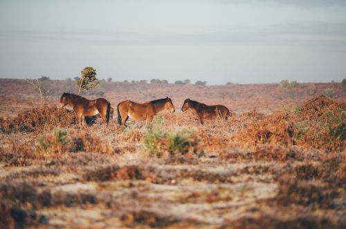 animals horse plants