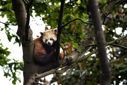 animals red panda tree