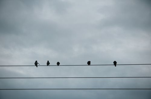 animals birds perched
