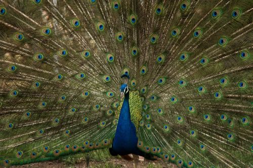animals birds peacock
