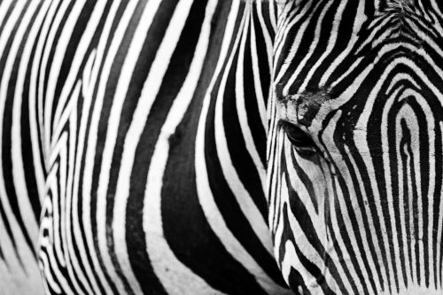 animals mammals zebra