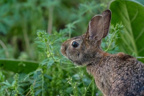 animals mammals rabbit