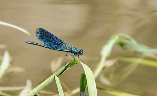 animals insects dragonfly