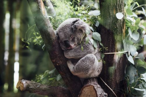 animals mammals koala