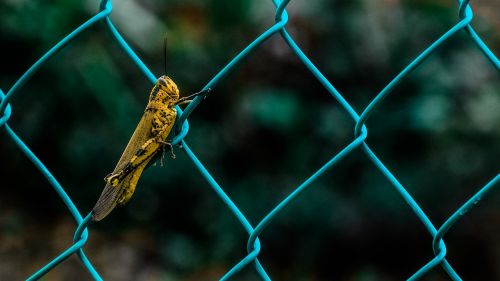 animals insects grasshopper