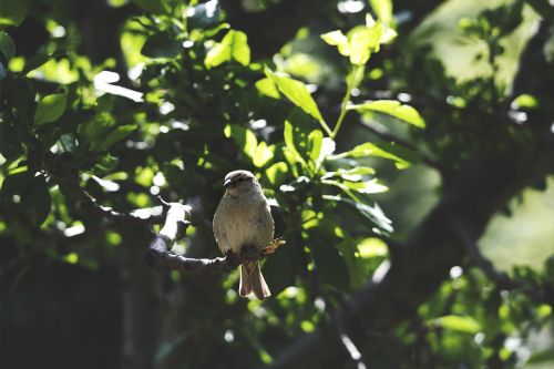 animals birds perched