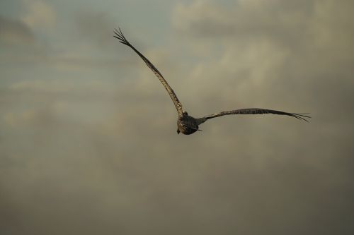 animals birds flight