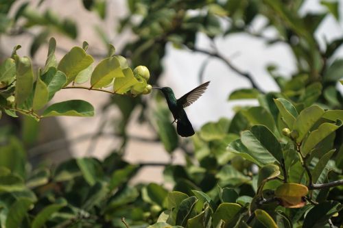 animals birds hummingbird
