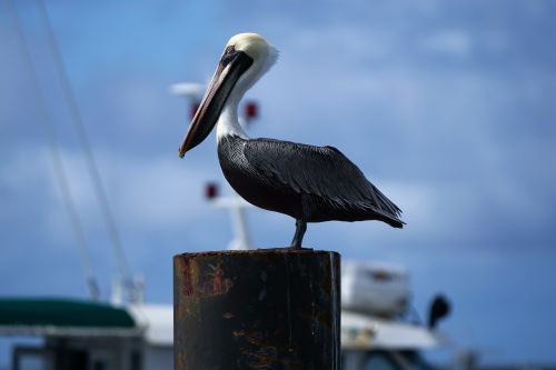 animals birds pelican