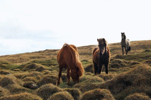 animals horses beautiful